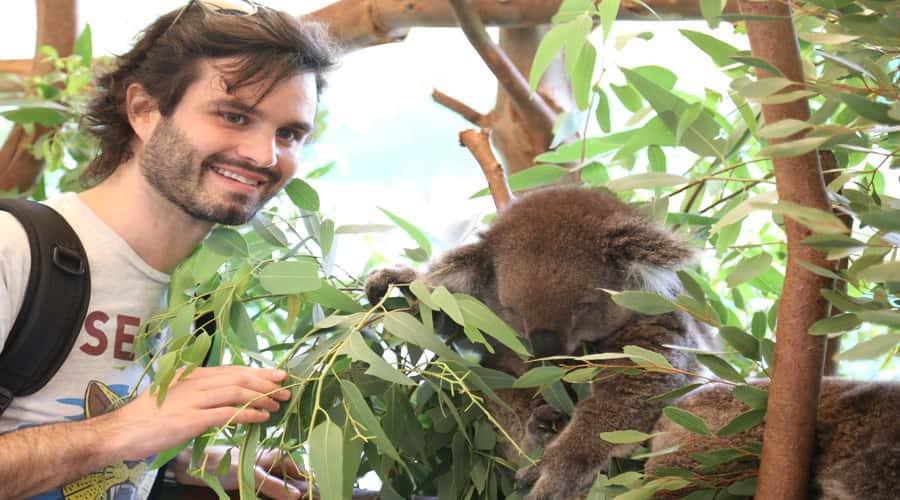 Pinnacles, Koalas, 4WD & Sandboarding Tour from Perth - Caversham Wildlife Park: the warm start to a packed day