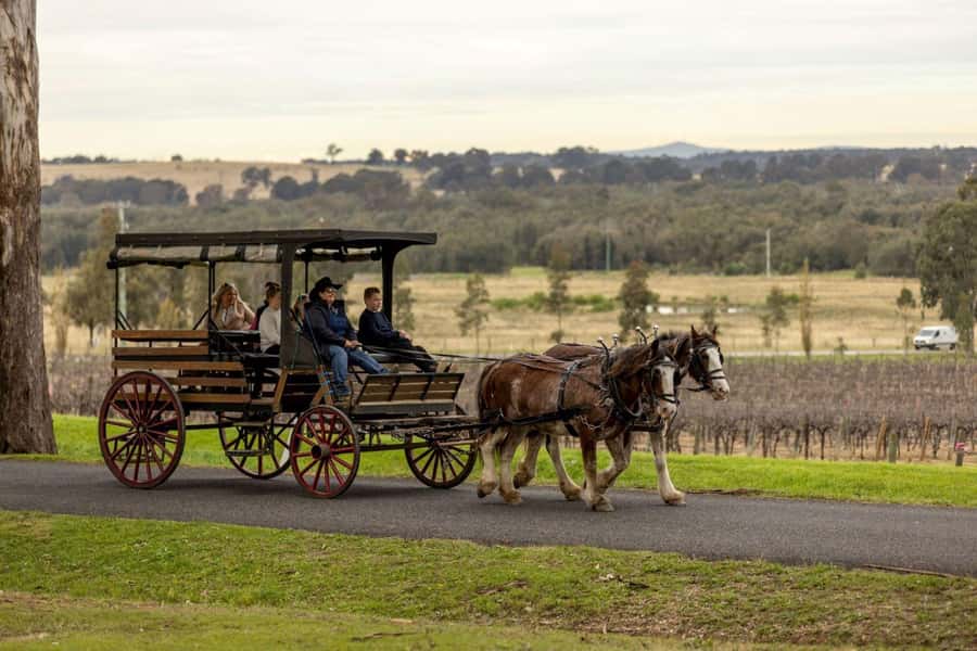 Pokolbin: Harvest the Hunter Horse Drawn Carriage Tour 3hrs - Meeting the horses at Wine House Hunter Valley
