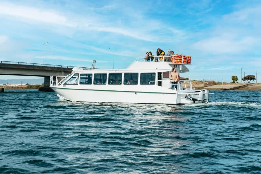Port Adelaide: Dolphin and Ships Graveyard Cruise - Practical tips for a better afternoon