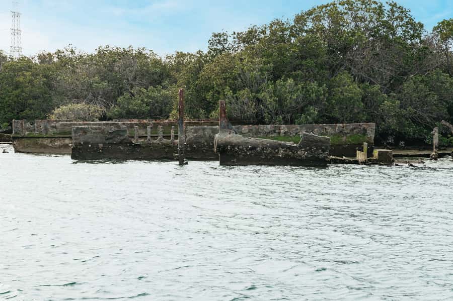 Port Adelaide: Dolphin and Ships Graveyard Cruise - Looking for dolphins in the Adelaide Dolphin Sanctuary
