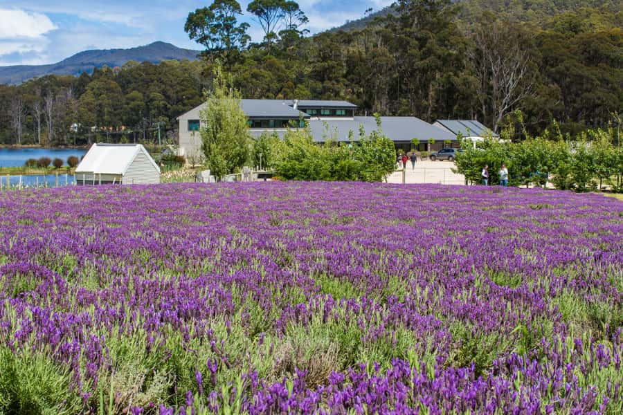 Port Arthur Tasman Sights with Harbour Cruise - What $102 buys you