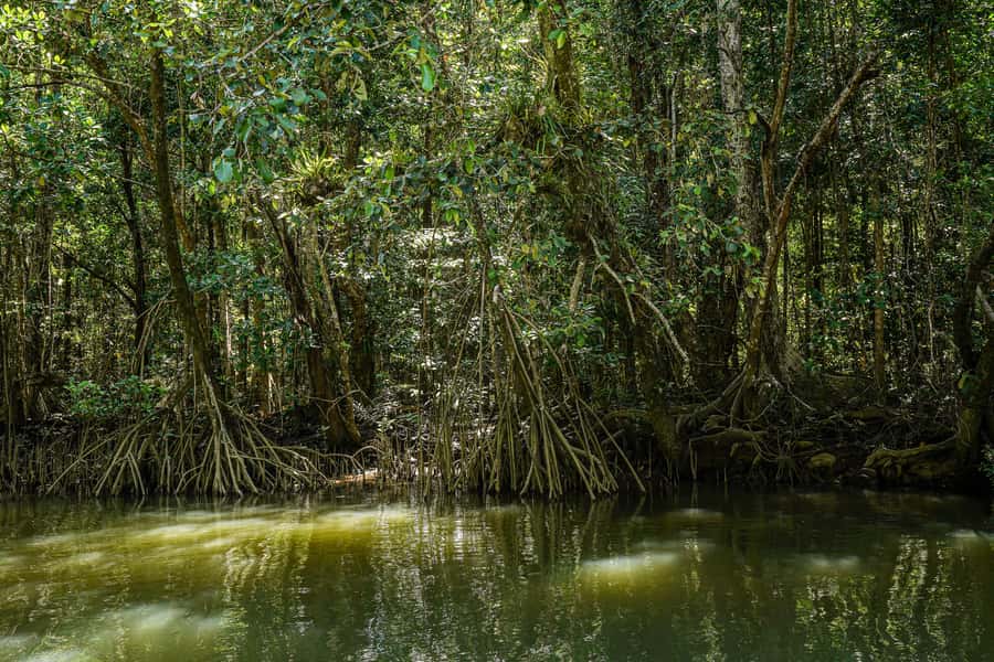 Port Douglas: Afternoon Daintree Tour w/ Wildlife Cruise - Practical tips for a smoother afternoon
