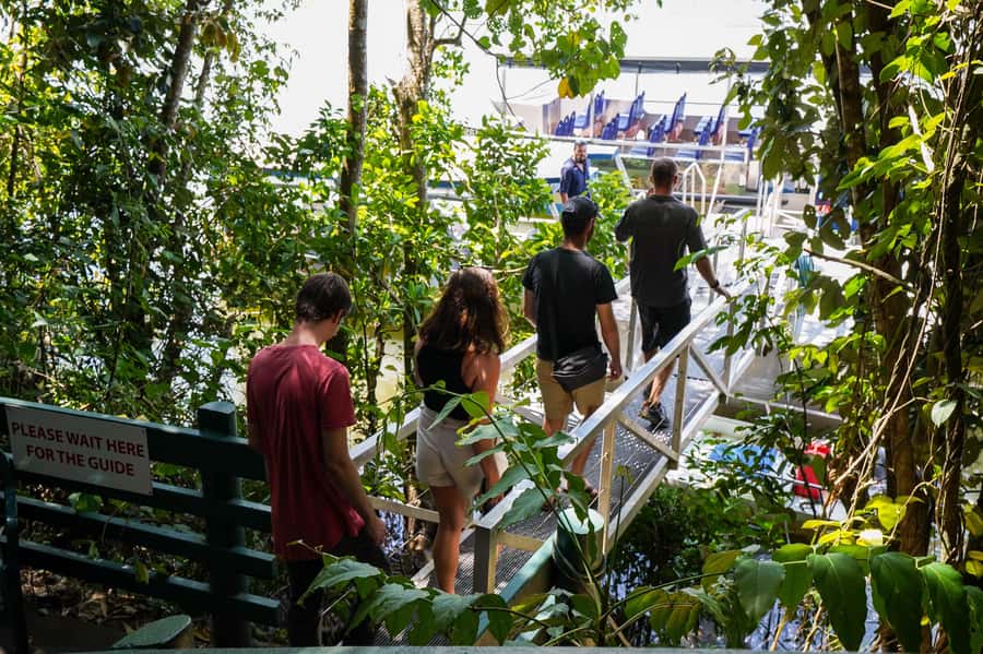 Port Douglas: Best of Daintree Rainforest Day Tour - A Boardwalk That Explains How the Forest Works