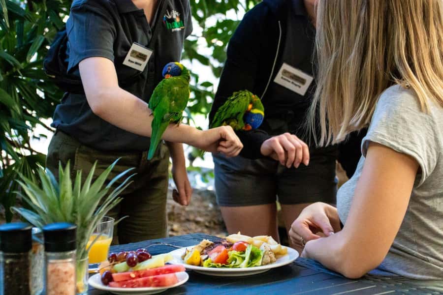 Port Douglas: Breakfast with the Birds - When the birds join the meal
