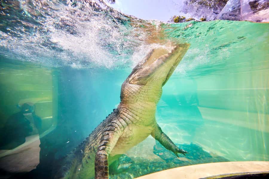 Port Douglas: Breakfast with the Birds - Who gets the best value from the $62 price