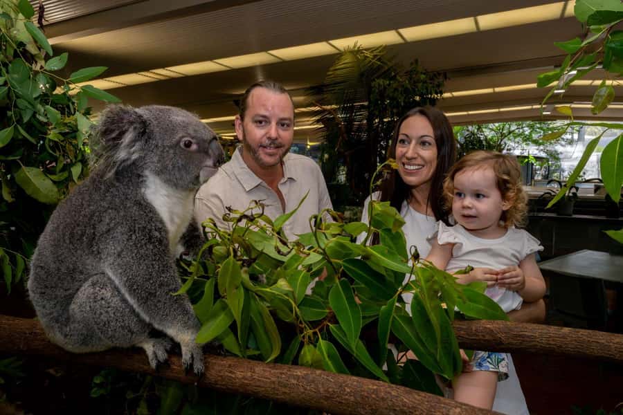 Port Douglas: Breakfast with the Birds - The main strengths and the small tradeoffs