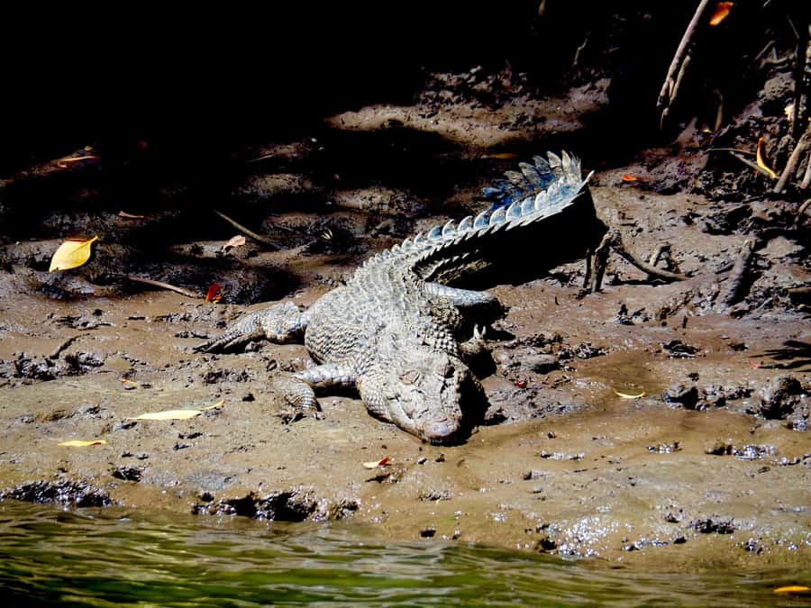 Port Douglas: Daintree Rainforest and Cape Tribulation Tour - Why this Daintree day trip works so well