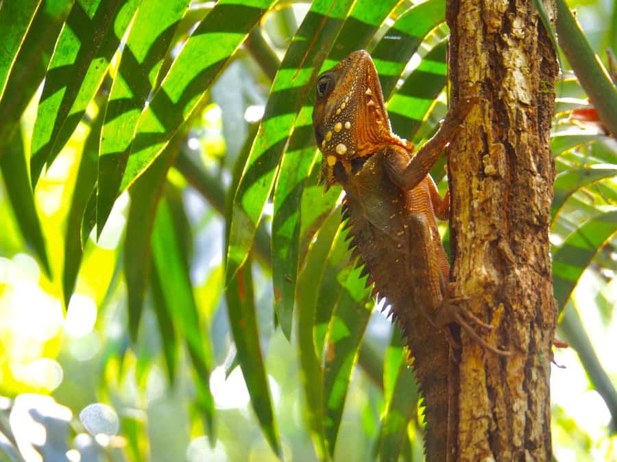 Port Douglas: Daintree Rainforest and Cape Tribulation Tour - Crossing the Daintree River by ferry