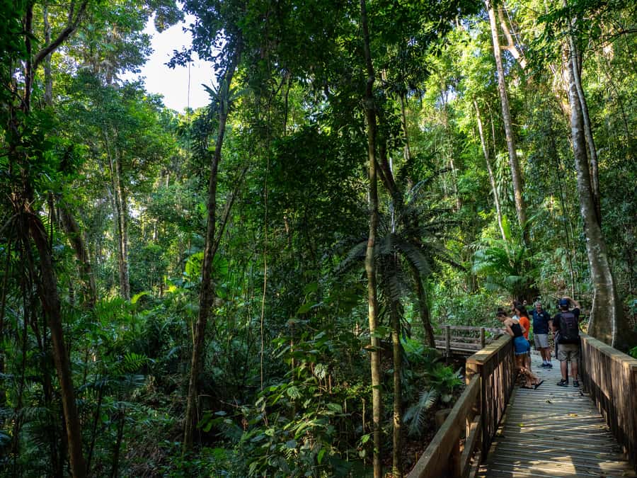 Port Douglas: Daintree Rainforest and Cape Tribulation Tour - Cape Tribulation beaches and Captain Cook stories
