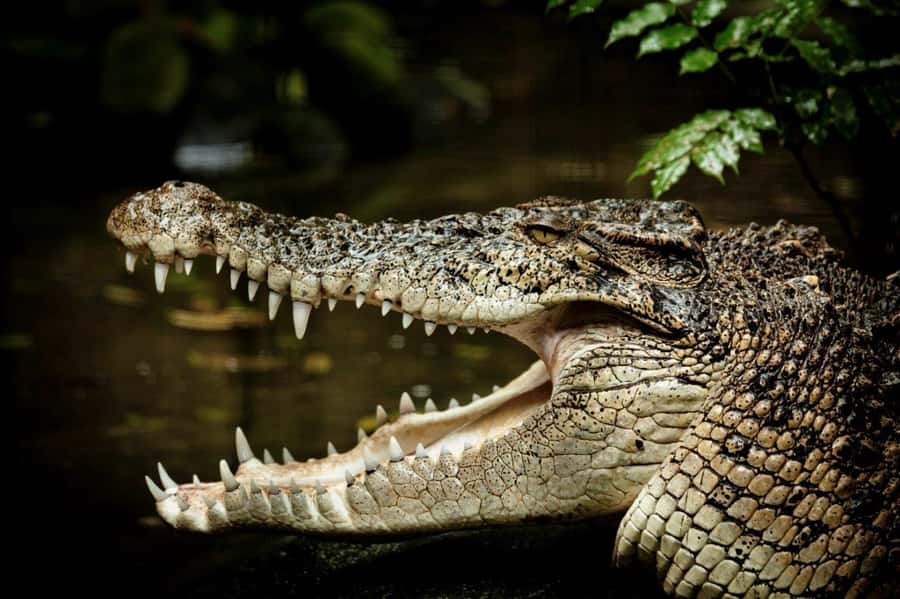 Port Douglas: Daintree Rainforest and Mossman Gorge Tour - Why this Port Douglas tour works so well