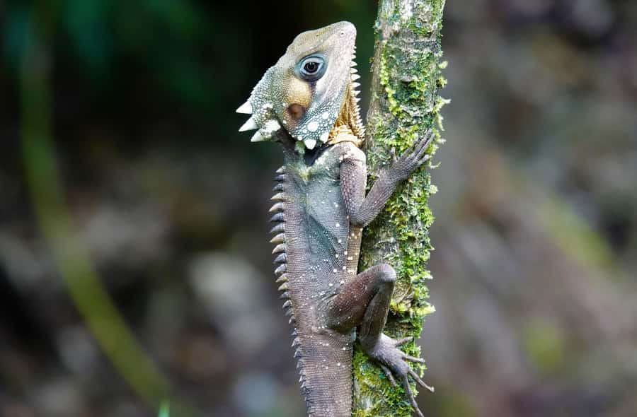 Port Douglas: Daintree Rainforest and Mossman Gorge Tour - The Daintree River cruise brings crocodile country close