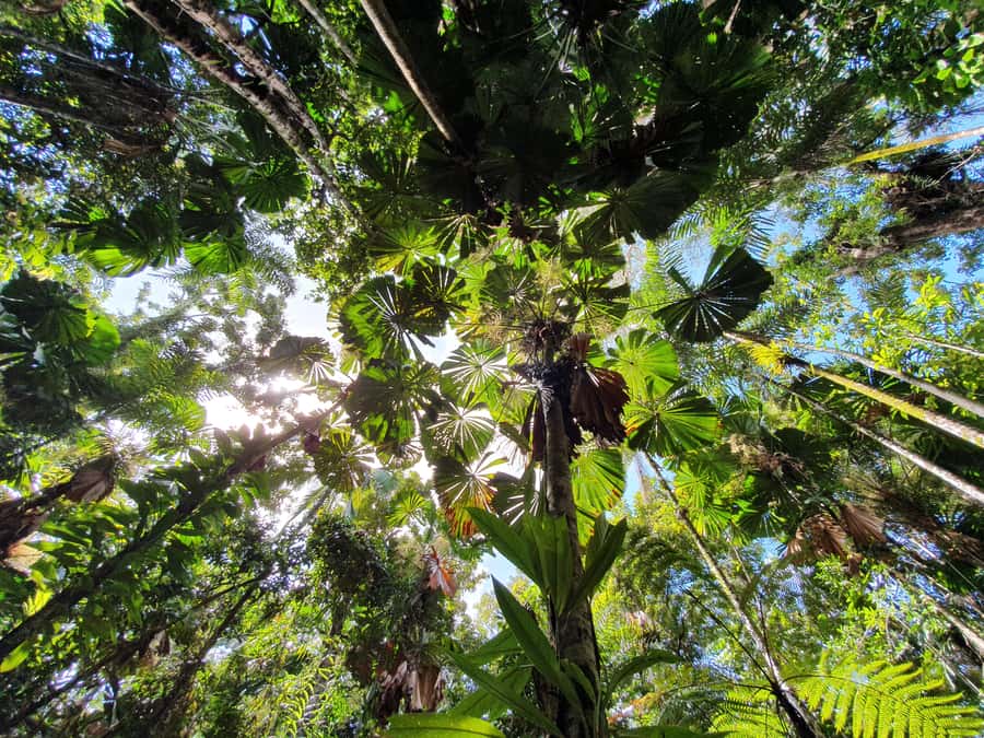 Port Douglas: Daintree Rainforest and Mossman Gorge Tour - Alexandra Lookout opens the view
