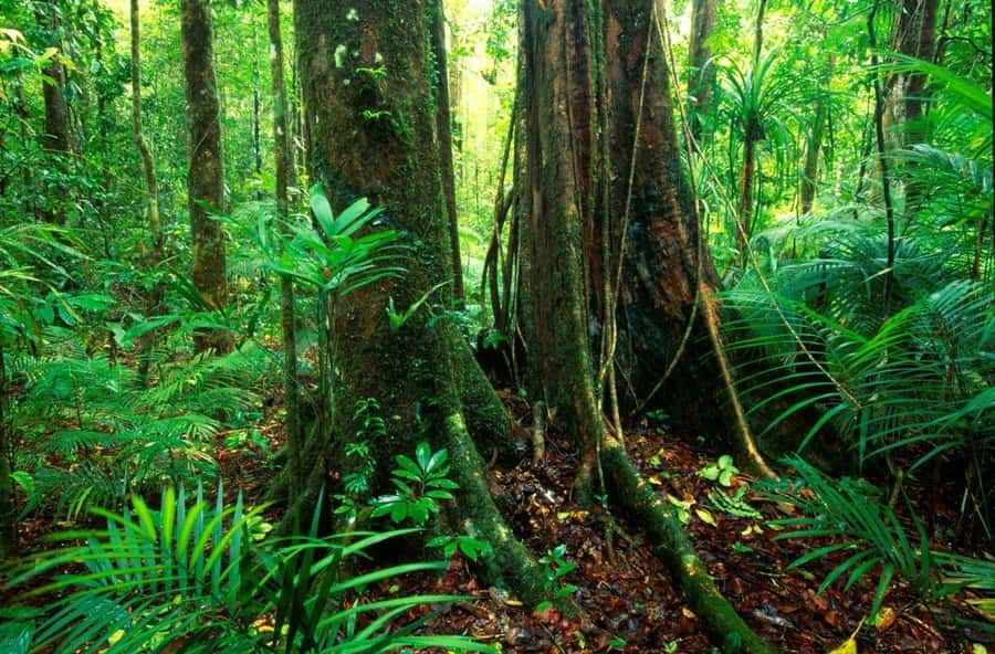 Port Douglas: Daintree Rainforest and Mossman Gorge Tour - Cape Tribulation gives the day its postcard moment