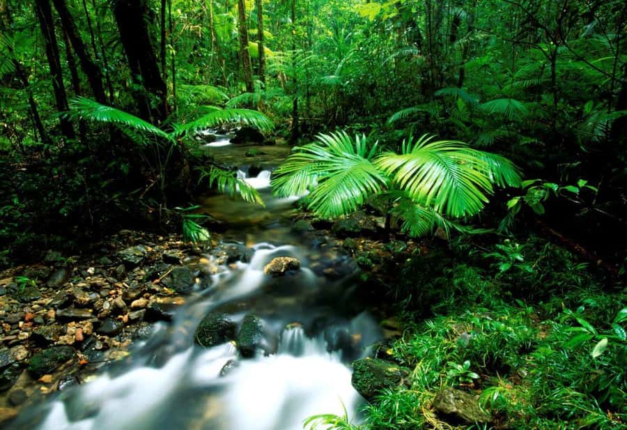 Port Douglas: Daintree Rainforest and Mossman Gorge Tour - Gateway to Paradise and a clear creek swim
