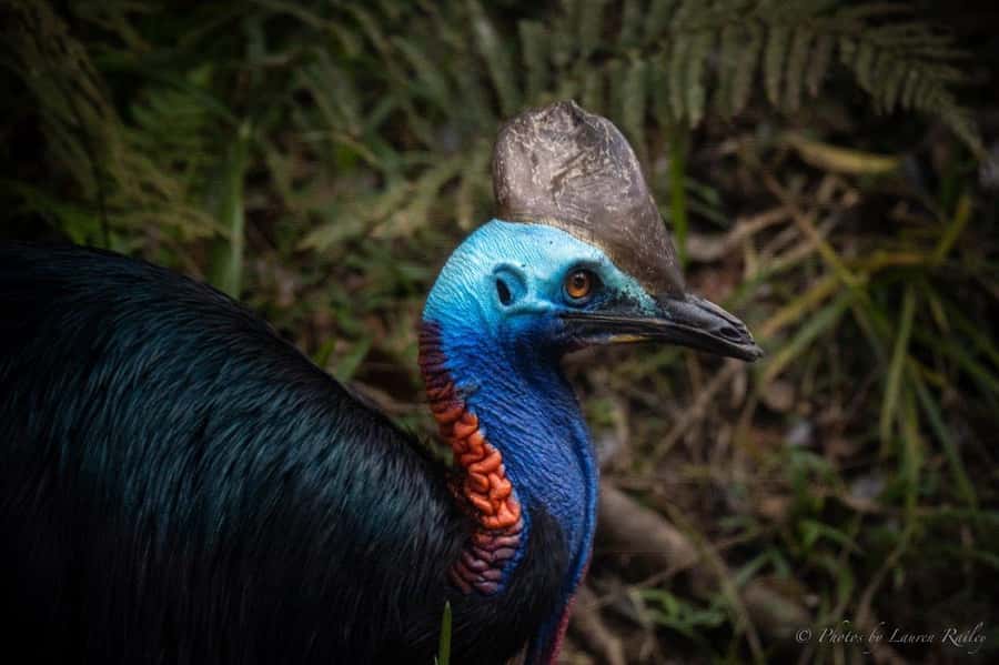 Port Douglas: Daintree Rainforest and Mossman Gorge Tour - Mossman Gorge starts the rainforest story