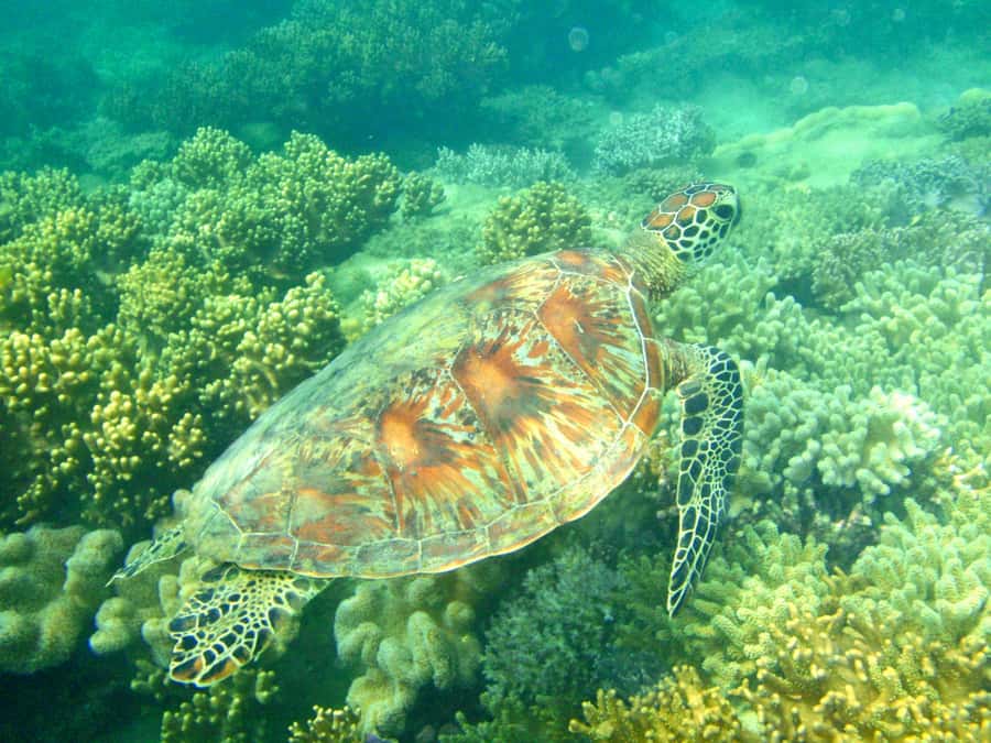 Port Douglas: Half-Day Low Island and Lagoon Snorkeling Tour - Why this short Low Isles trip works so well