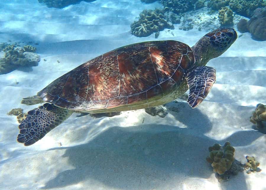 Port Douglas: Low Isles Afternoon Cruise on Luxury Catamaran - See the reef without getting wet