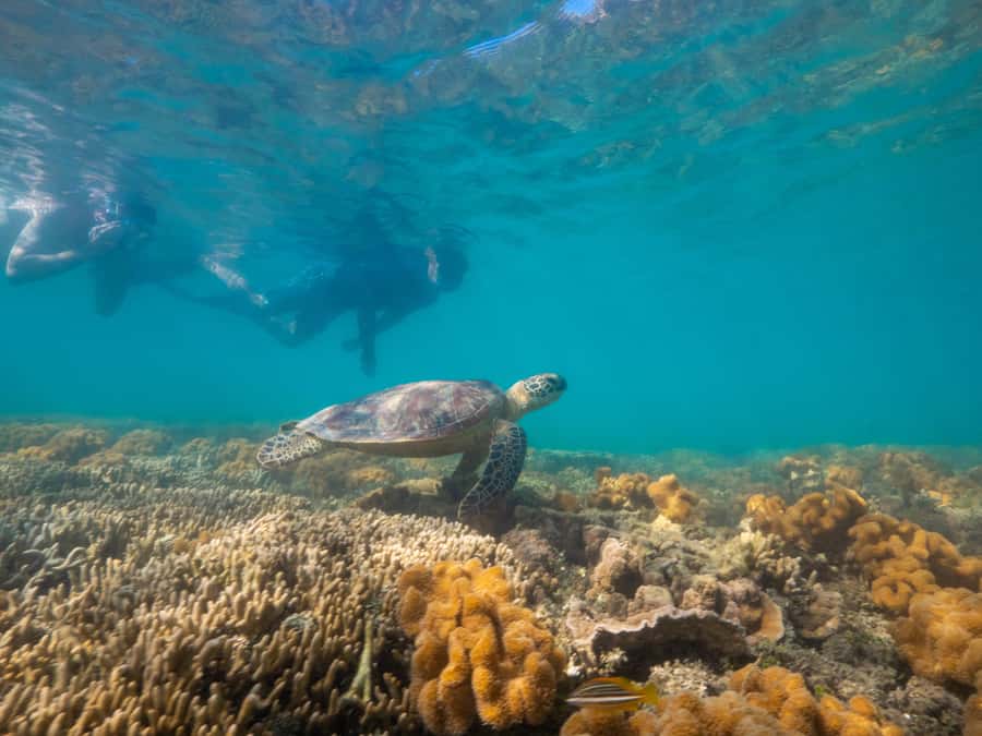 Port Douglas: Low Isles Glass Bottom Boat & Snorkeling Tour - Morning tea makes the return trip pleasant