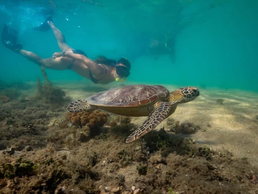 Port Douglas: Low Isles Glass Bottom Boat & Snorkeling Tour - Is $135 good value for four hours?
