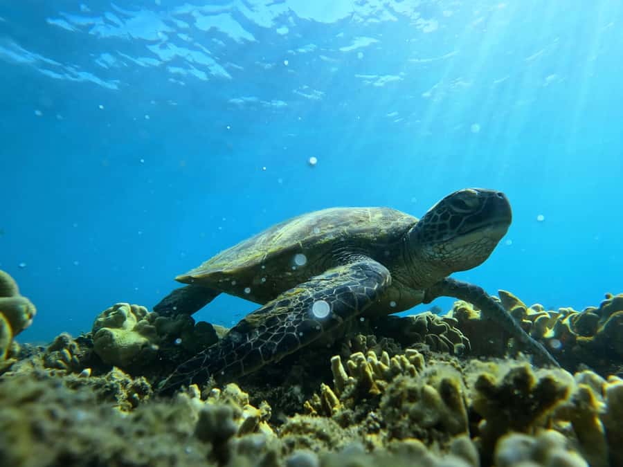 Port Douglas: Low Isles Reef Snorkeling Tour - Quick facts about the Low Isles trip