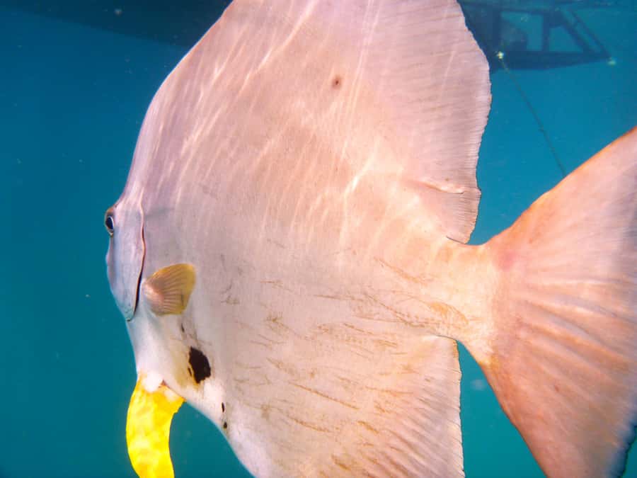 Port Douglas: Low Isles Reef Snorkeling Tour - A short, lively ride from Crystalbrook Marina