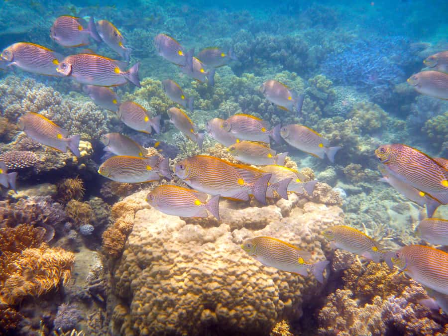 Port Douglas: Low Isles Reef Snorkeling Tour - The glass-bottom boat gives you a useful second view