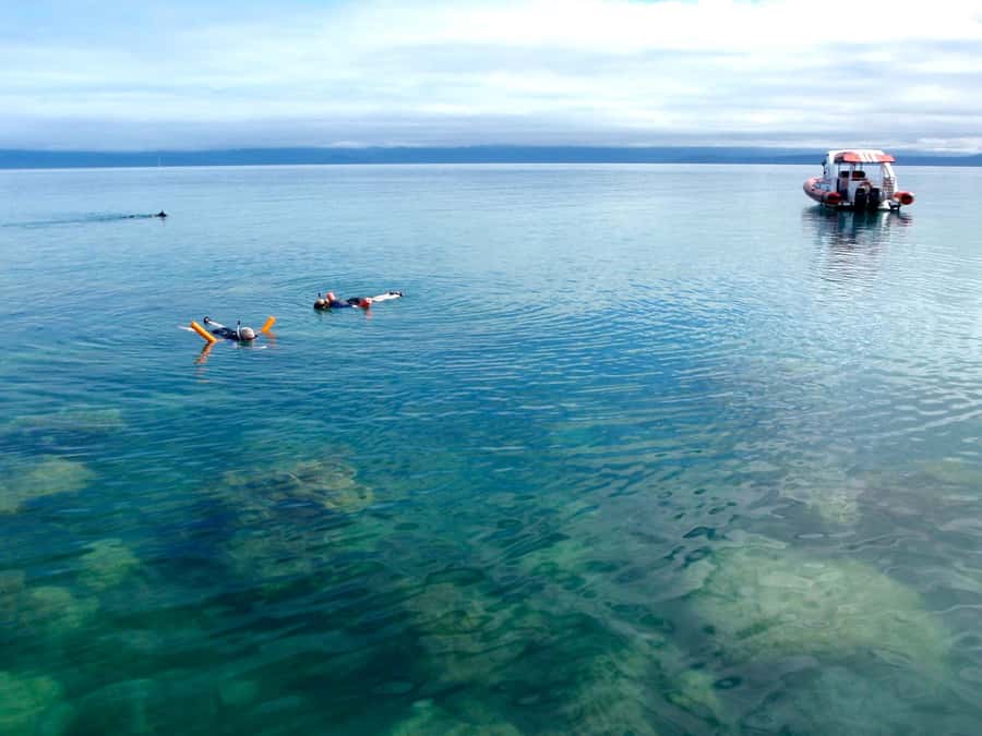 Port Douglas: Low Isles Reef Snorkeling Tour - Should you book the Reef Sprinter Low Isles trip?