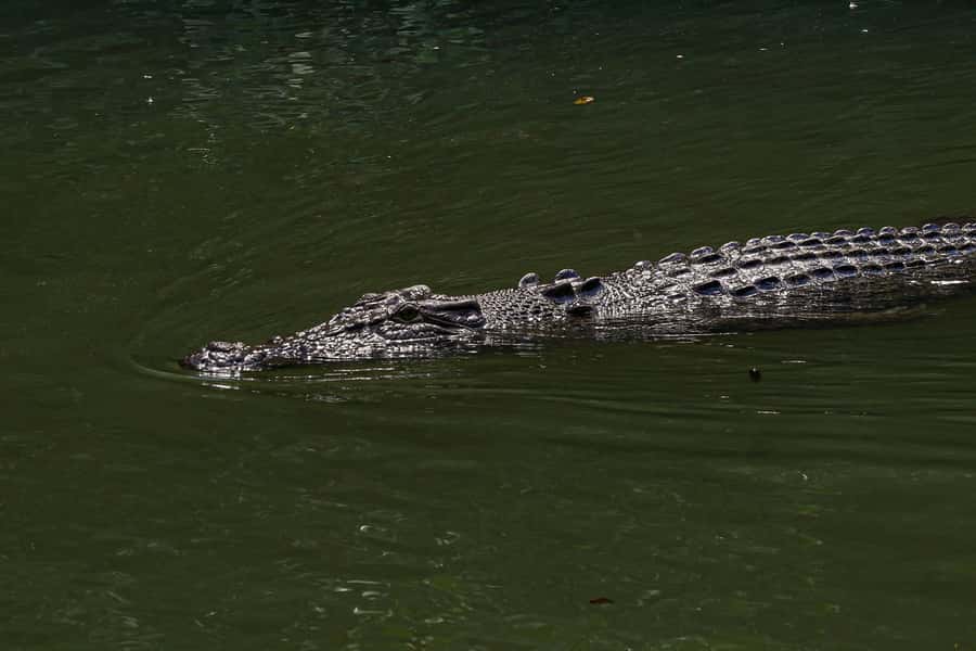 Port Douglas: Morning Daintree Tour w/ Wildlife Cruise - The Mossman Gorge Swim