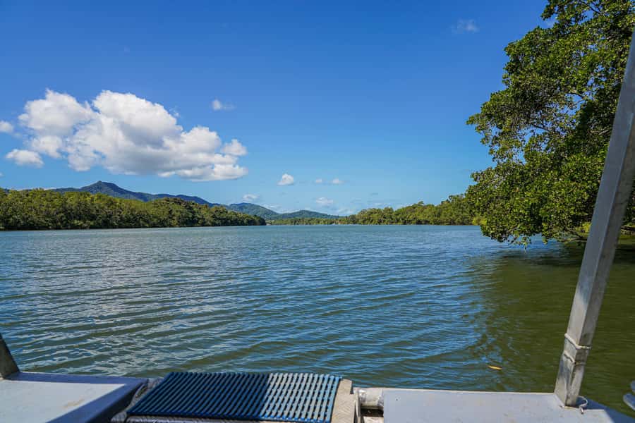 Port Douglas: Morning Daintree Tour w/ Wildlife Cruise - Guide Quality and Wildlife Expectations