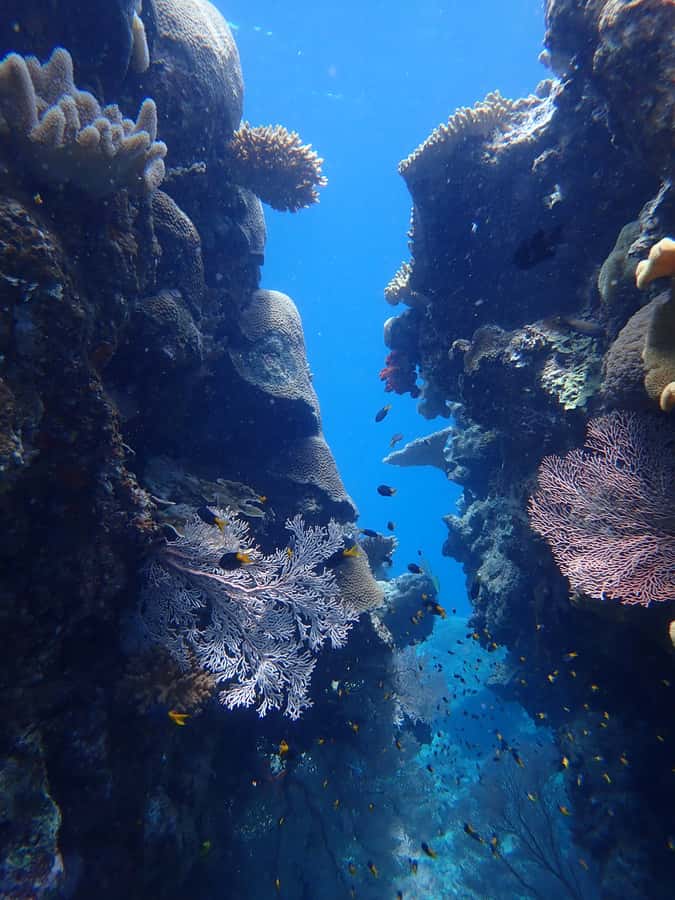 Port Douglas: Outer Great Barrier Reef Snorkeling Cruise - Key reasons this cruise earns such strong praise