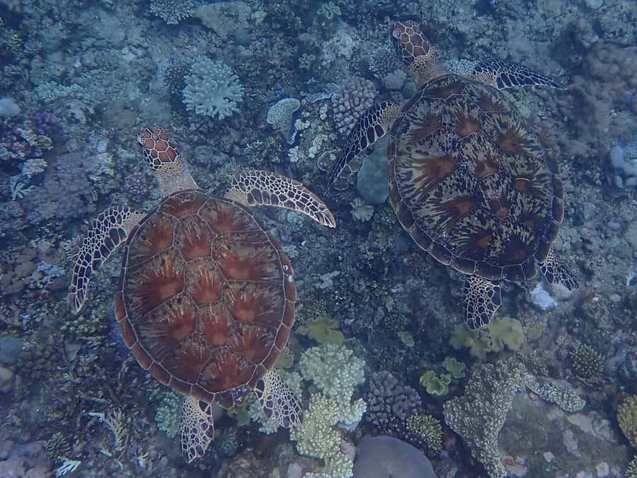 Port Douglas: Outer Great Barrier Reef Snorkeling Cruise - Should you book this Outer Reef cruise?