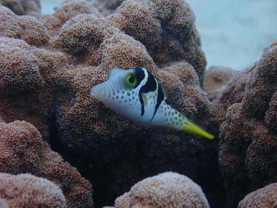 Port Douglas: Outer Great Barrier Reef Snorkeling Cruise - Three sites, with time to look properly