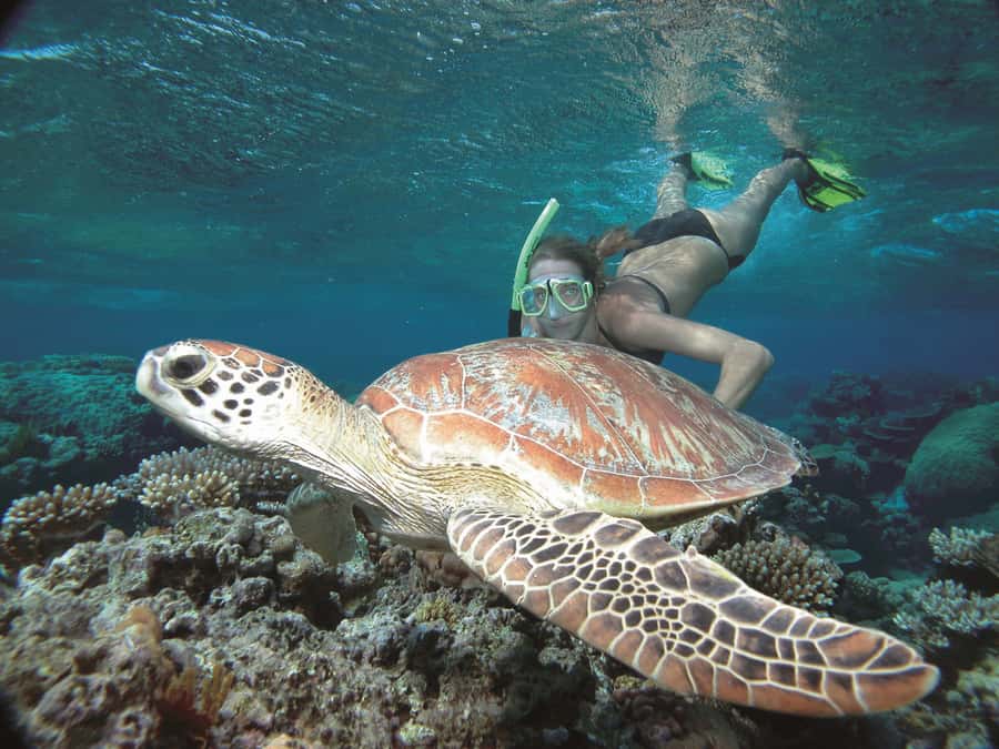 Port Douglas: Reef & Low Isles Cruise on Luxury Catamaran - Lunch, fruit, and the practical value of the fare