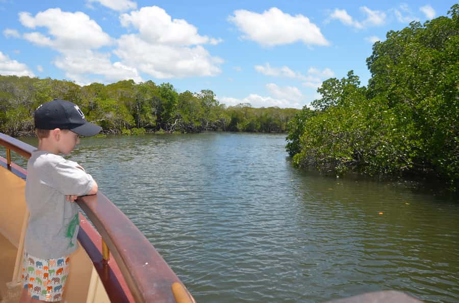 Port Douglas: River Cruise, Crocodile Spotting, Drink/ Snack - Best time and practical expectations
