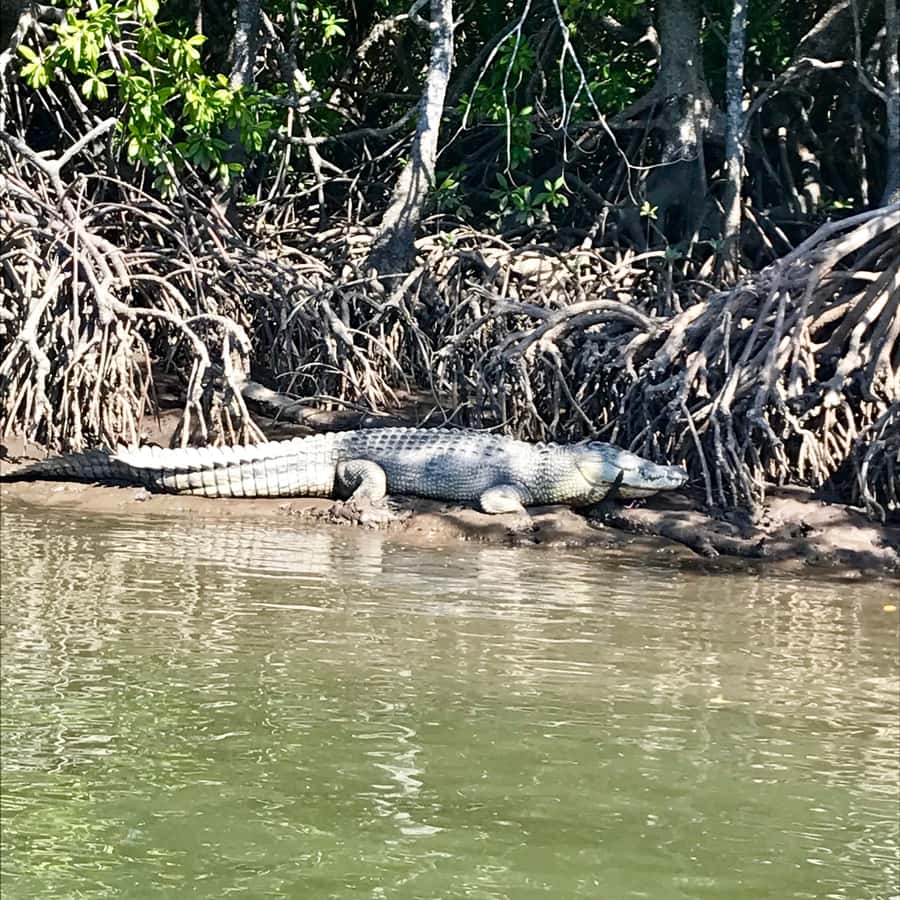 Port Douglas: River Cruise, Crocodile Spotting, Drink/ Snack - Through the mangroves and into Dickson Inlet