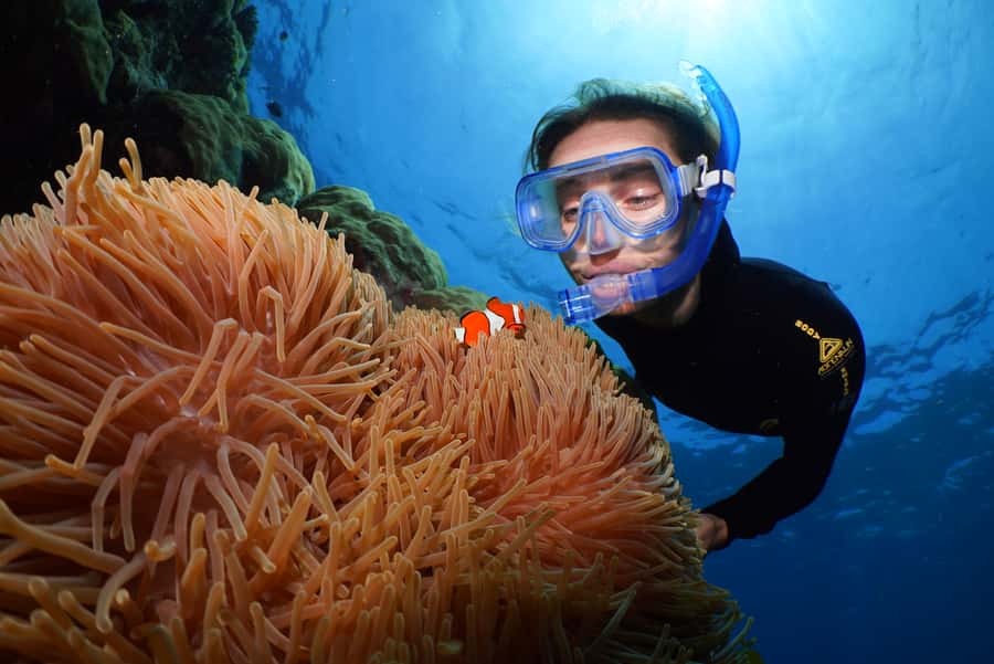 Port Douglas: Silversonic Great Barrier Reef Dive & Snorkel - Why the Agincourt Ribbon Reefs are worth the boat ride