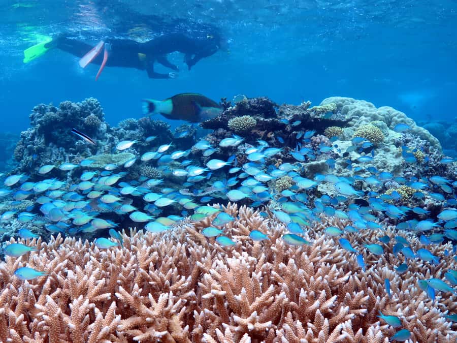 Port Douglas: Silversonic Great Barrier Reef Dive & Snorkel - Three reef sites, five hours of water time