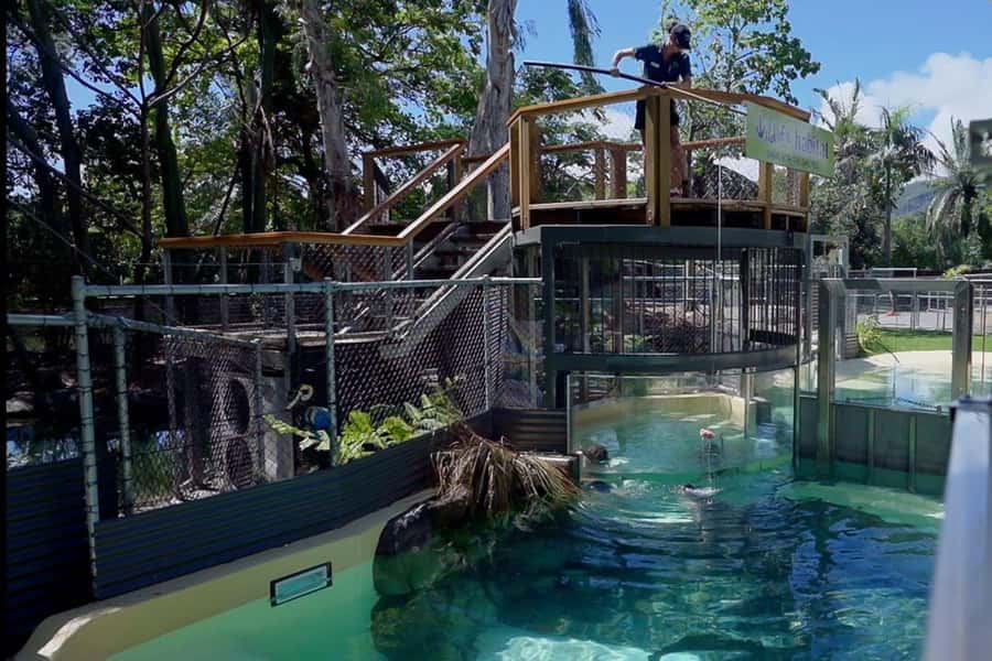 Port Douglas: Wildlife Habitat Swim with Crocodiles - Meeting the crocodiles at Port Douglas Wildlife Habitat