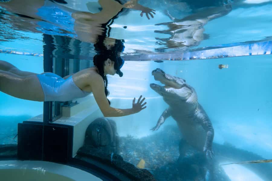 Port Douglas: Wildlife Habitat Swim with Crocodiles - Is $106 per person good value?