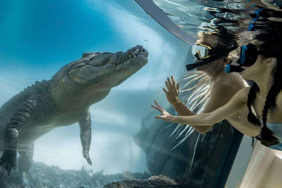 Port Douglas: Wildlife Habitat Swim with Crocodiles - The 15-minute safety briefing