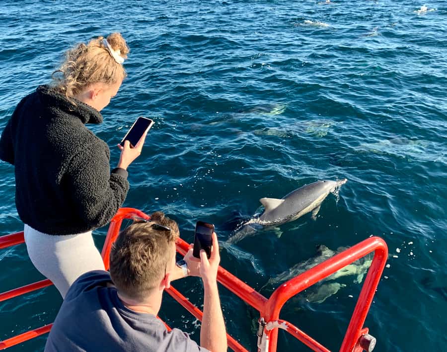 Port Stephens: 1hr Dolphin Watch Express - Key points at a glance