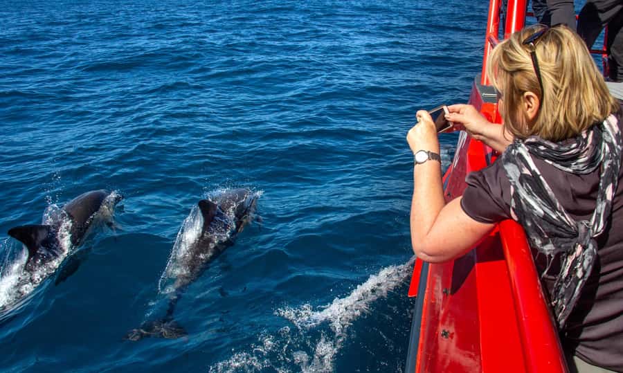 Port Stephens: 1hr Dolphin Watch Express - Envision gives you room to follow the dolphins