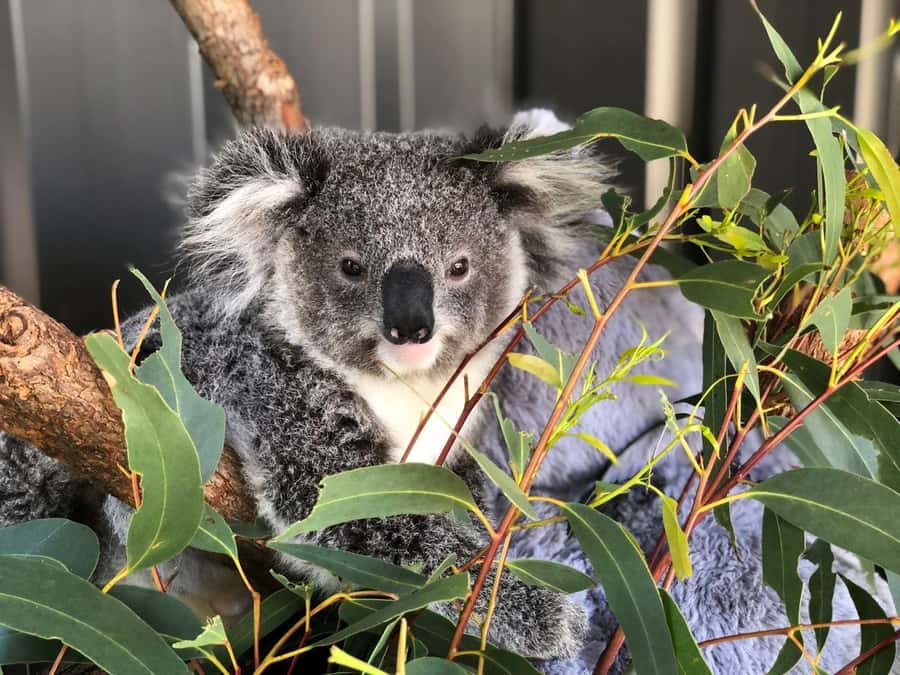 Port Stephens: Dolphin Cruise, Lunch, Koalas & Sandboarding - The best parts of the day