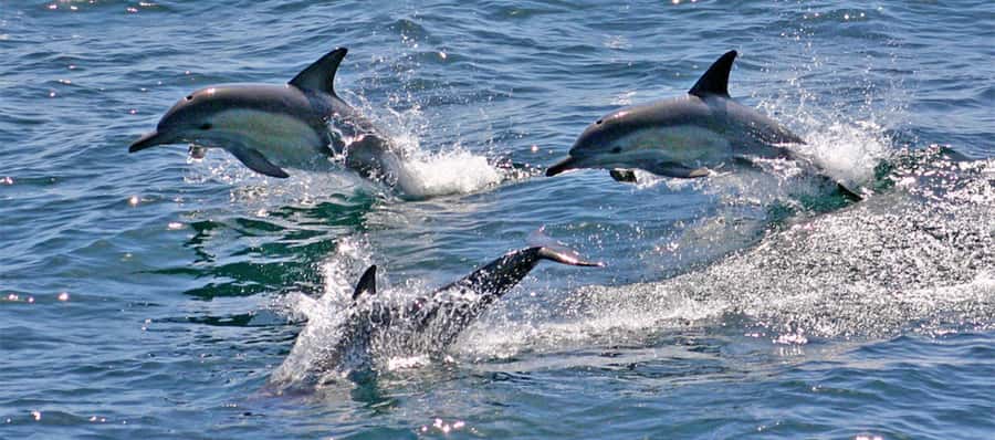 Port Stephens: Dolphin Cruise, Lunch, Koalas & Sandboarding - Who should book this Port Stephens day trip?
