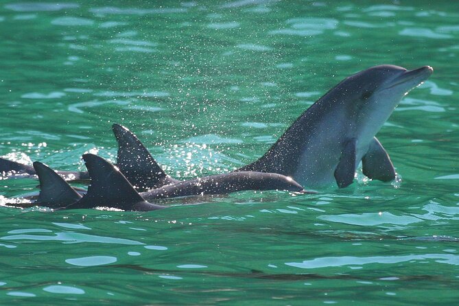 Port Stephens: Dolphin Discovery Cruise - The boom net is the family highlight