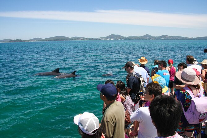 Port Stephens: Dolphin Discovery Cruise - Should you book the Port Stephens Dolphin Discovery Cruise?