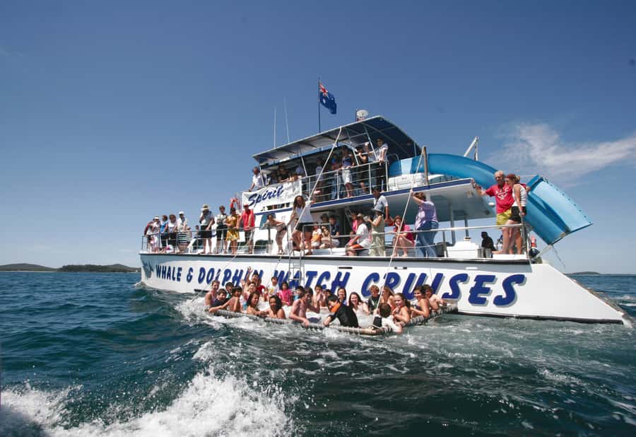 Port Stephens: Dolphin Watch Cruise with Swimming and Slides - Key points before you book