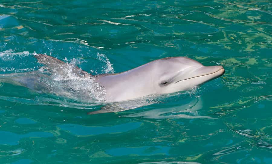 Port Stephens: Dolphin Watch Cruise with Swimming and Slides - Leaving Wharf 1 in Nelson Bay