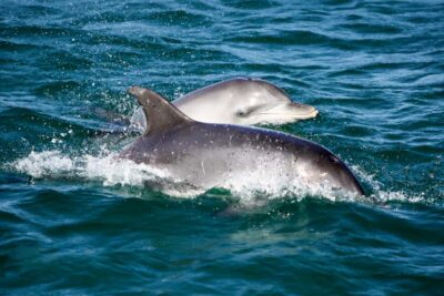 Port Stephens: Dolphin Watch Cruise with Swimming and Slides