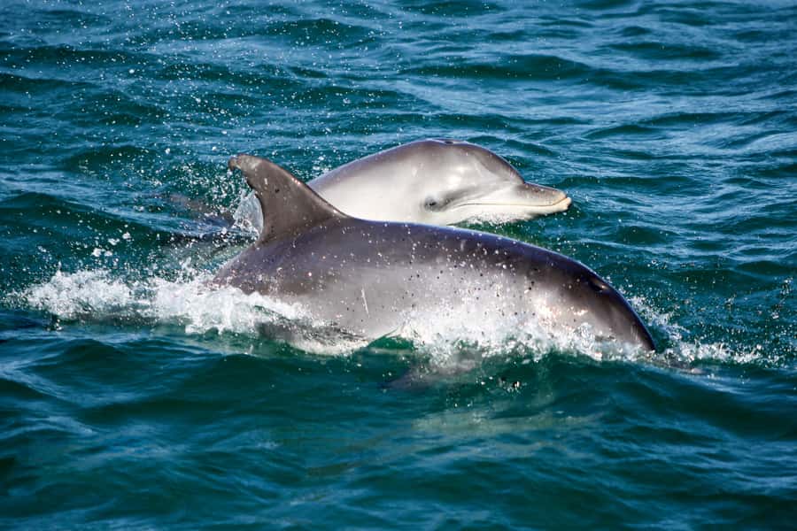 Port Stephens: Dolphin Watch Cruise with Swimming and Slides - Searching for dolphins around Port Stephens